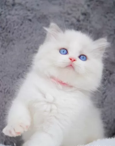 İpeksi Tüylü Silver British Longhair