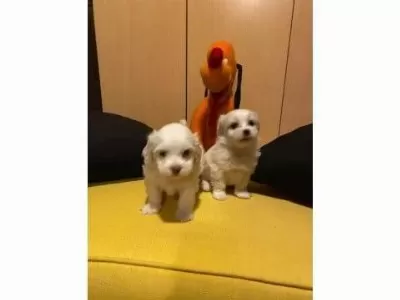 En Güzel Hediyeniz Maltipoo Bebeklerimiz