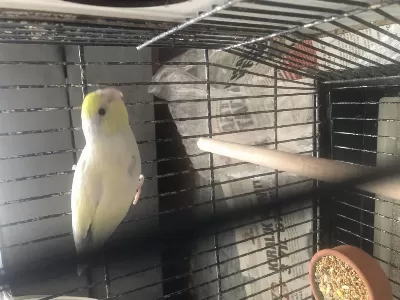 1 Yaş Satılık Forpus Papağanı