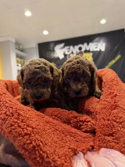 Toy Poodle Yavrular Safkan Ankara