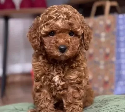Toy Poodle Yavrumuz Gofri K