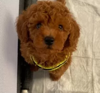 Toy Poodle Yavrular