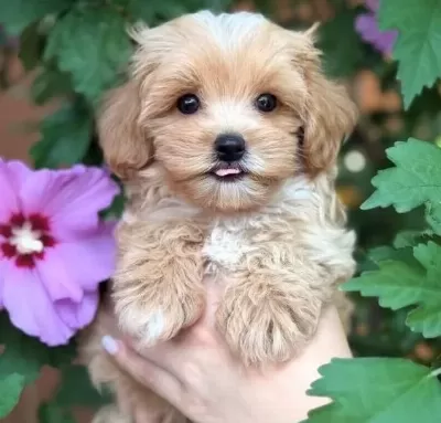 Şeker Gi Bi Malti Poo Yavrularimiz
