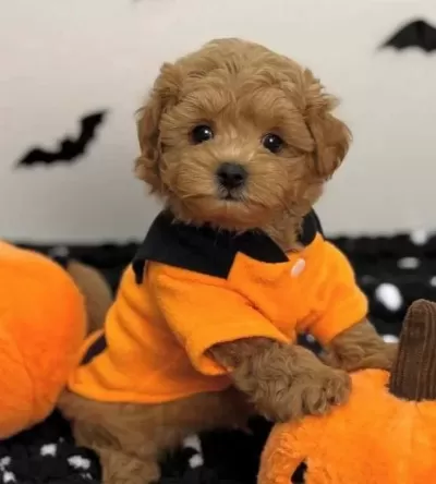 Kore Suratli Malti Poo Yavrularimiz