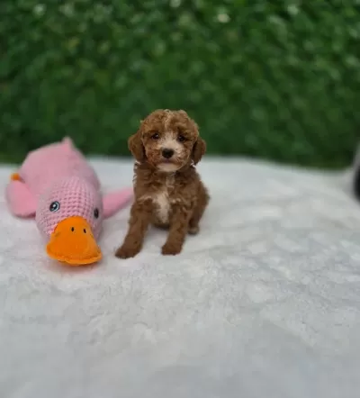 Aşili Karneli Maltipoo Yavrularimiz