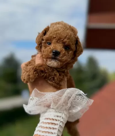 Mükemmel Güzellikteki Maltipoo Yavrularimiz