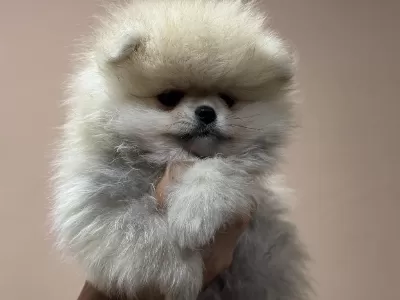 Ankaranın En Kaliteli Teddy Face Pomeranin Yavruları