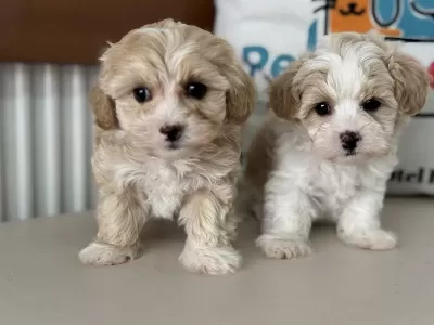 Çok Özel Tea Cup Kore Maltipoo Yavrularımız