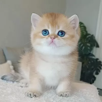Bebeksi Golden British Shorthair