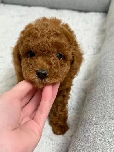 Tuvalet Eğitimli Toy Poodle