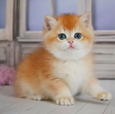 Ayıcık Surat Golden British Shorthair