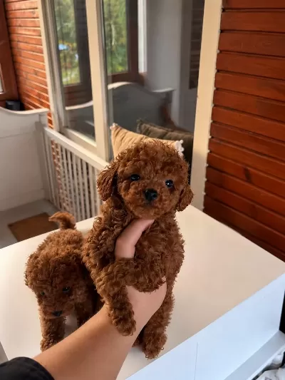 Redbrown Kore Kan Toypoodle