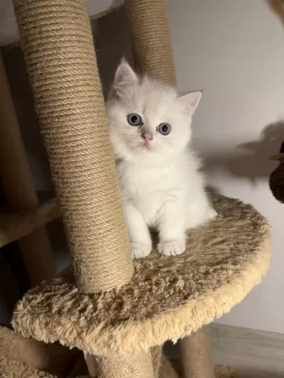 British Shorthair Golden Point Dişi Erkek Bebeklerim