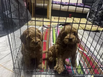 A Kalite Dişi Erkek Toy Poodle Aşıları Tam