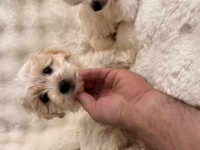 Maltipoo Bebeklerimiz