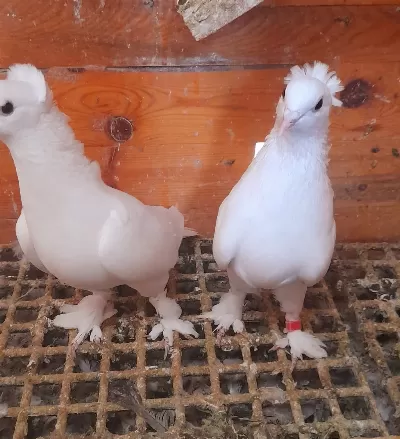 Beyaz Takkali Takim Güvercin 81 İle Gönderim Olur