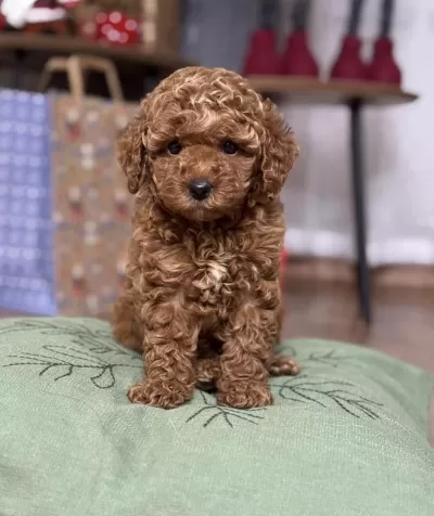 Safkan Kivir Kivir To Poodle Yavrular