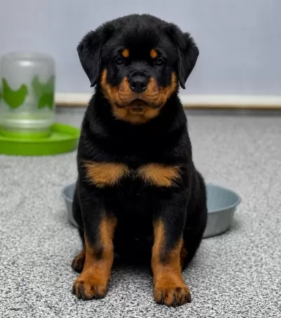 Ev Ve Bahçeniz İçin Rottweiler Kapıda Ödeme Mevcuttur
