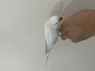 5 Aylık Kırmızı Gözlü Full Evcil Monk Papağanı
