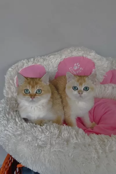 Scr Li Anne Babadan Golden Ny12 British Shorthair