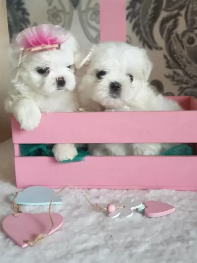 Petmode Köpek Çiftliğinde Kore Kan Maltese