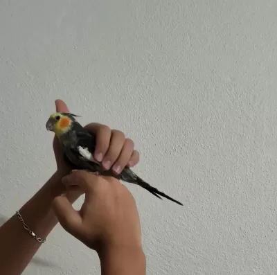9 Aylık Kendini Sevdiren Aile Kuşu Sultan Papağanı
