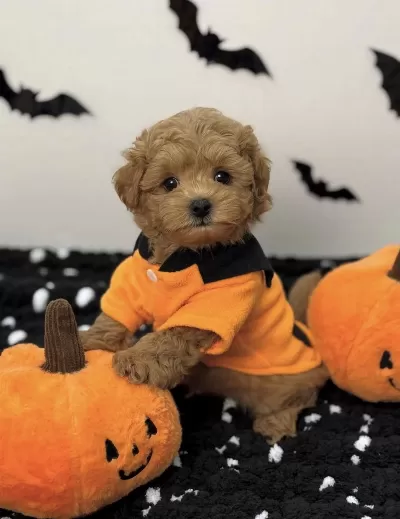 Kore Suratli Maltipoo Yavrular