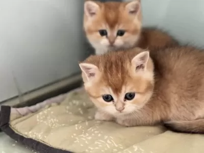 En Güzel Golden British Shorthair Yavrularımız
