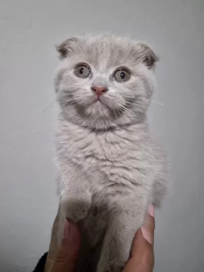 Scottish Fold Lilac Fawn
