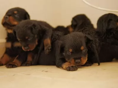 Show Kalite İri Kafa İri Gövde Rottweiler Yavrulari Sinirli