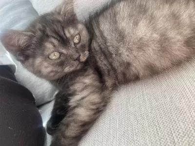 British Shorthair Black Smoke Yuva Arıyor