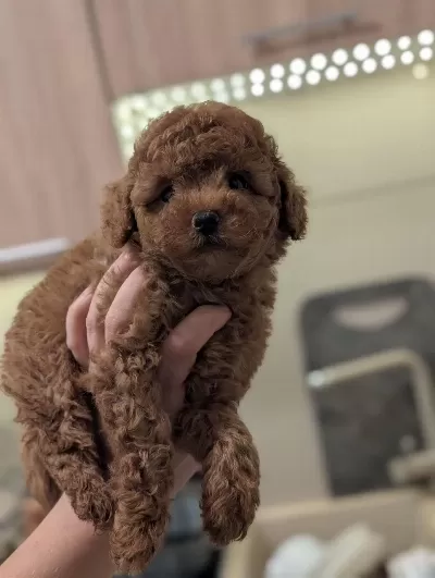 Toy Poodle Kg Garantili Dişi