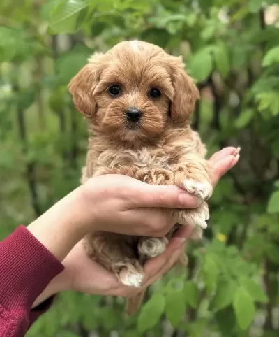 Şeker Maltipoo Yavrularimiz