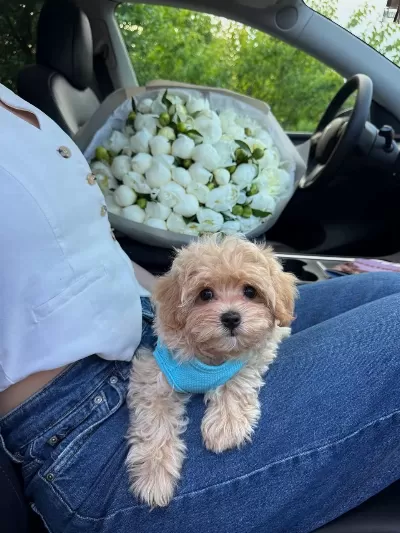 Maltipoo Yavrularımız Son 2