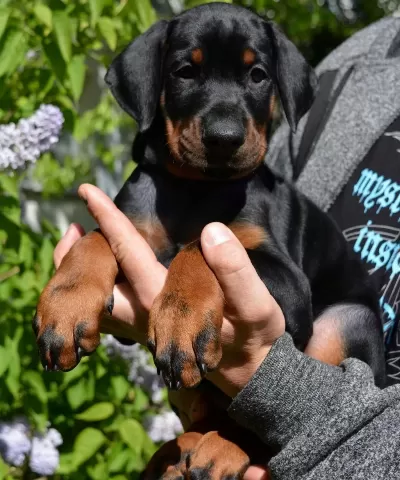 Ev Ve Bahçeniz İçin Doberman Kapıda Ödeme Mevcuttur