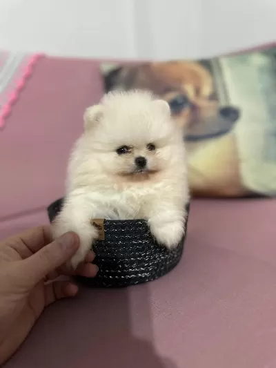 Gerçek Ayi Surat Garantili Pomeranian Yavrular Her Eve Uygun
