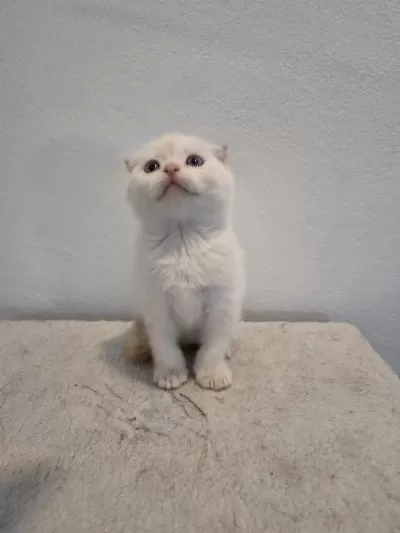 Kendi Scottish Fold Bebeğimiz