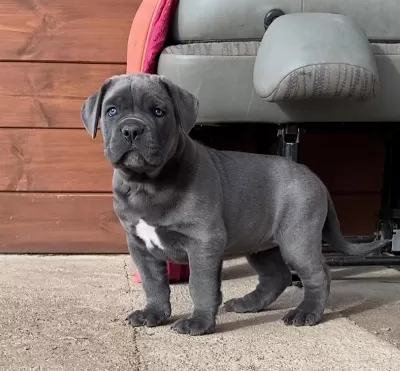 Ev Ve Bahçeniz İçin Cane Corso Kapıda Ödeme Mevcuttur