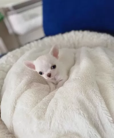 Türkiyenin En Ufak Boyutta Chihuahua Bebekleri