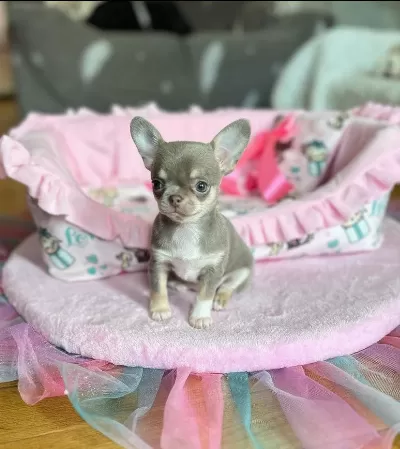 Mikro Chihuahua Bebeklerimiz Safkan İrk