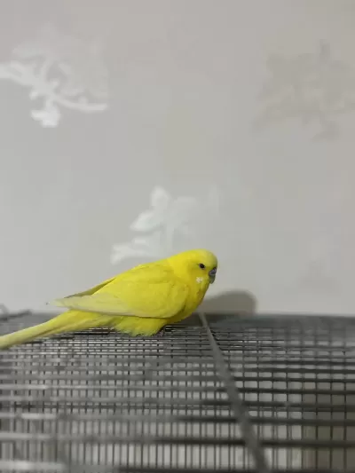 Sağlikli Jumbo Erkek Muhabbet Kuşu