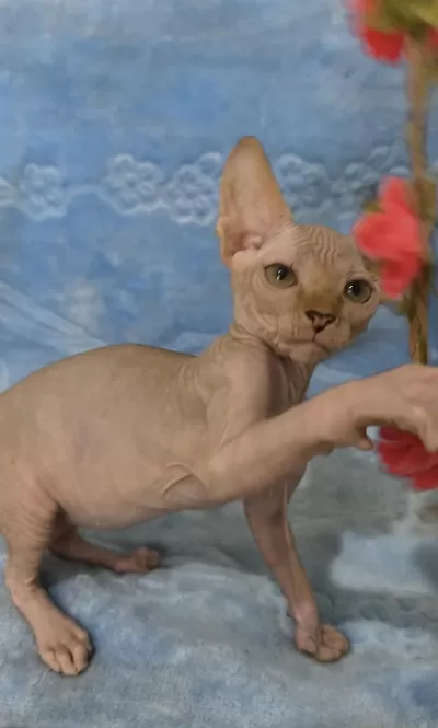 Naked Beauty Sphynx Cattery Kediler