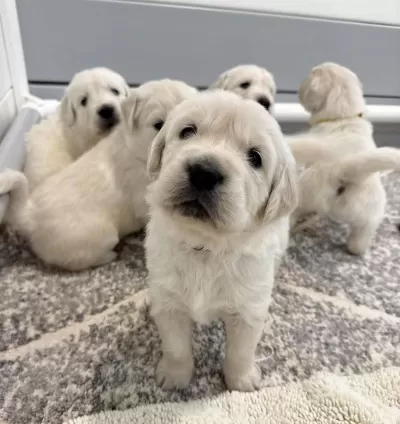 Ev Ortamında Yetiştirilmiş Golden Retriever Yavrularımız