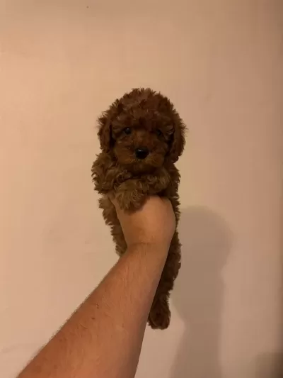 Harika Kore Kan Poodle
