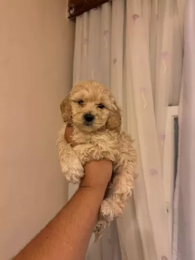 Maltipoo Bebeklerimiz