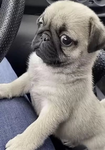 Harika Pug Safkan