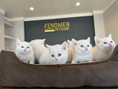 British Shorthair Yavruları Hazır Ankara