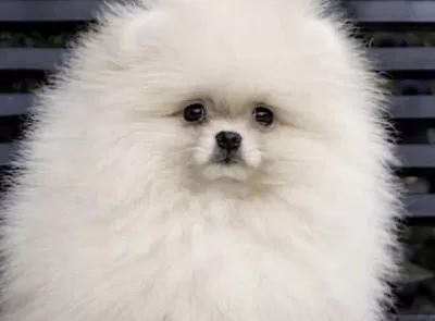 Yavrumuz Pomeranian Boo