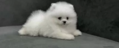 Pomerianan Boo Köpeğimiz