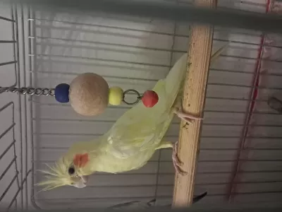 Yeni Sahibini Arıyor Sultan Papağanı
